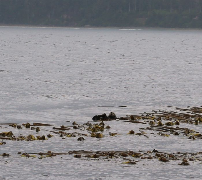 fishing guide Vancouver island