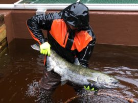 salmon fishing Vancouver island